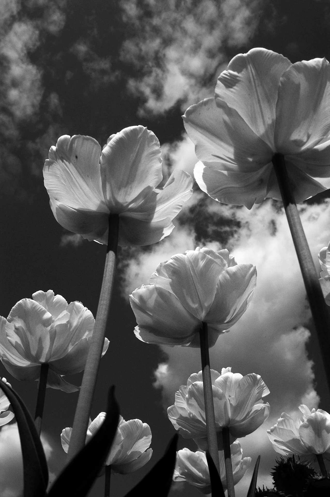 Above the Wind