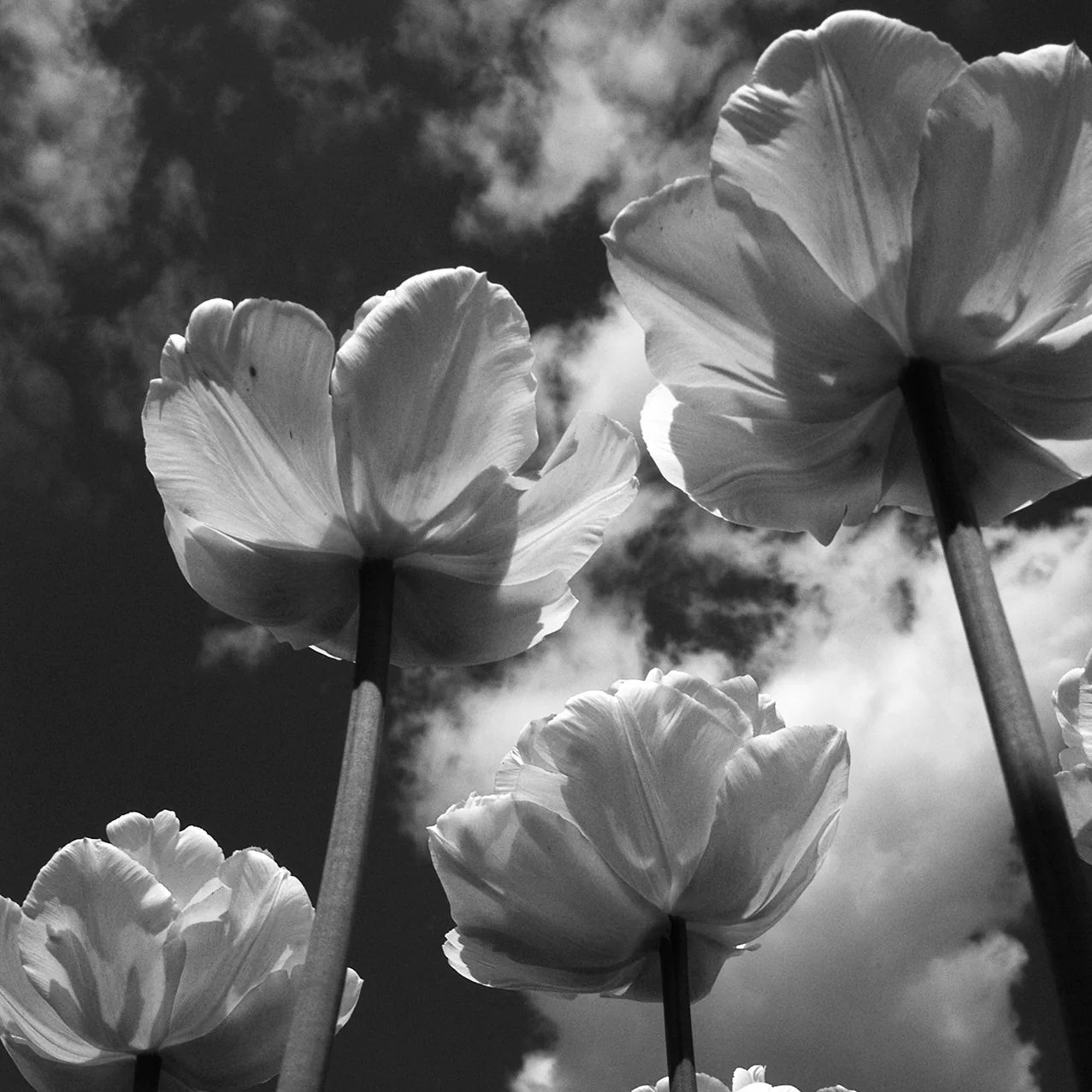 Above the Wind